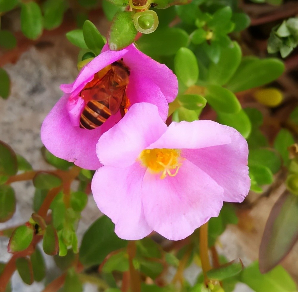 太阳花皮实好养 开花能力强 花色多样 到了冬天怎么养 腾讯新闻