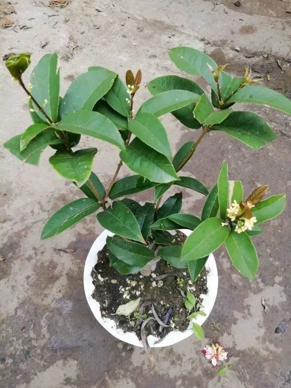 4种花卉 立冬要入室 气温下降容易冻死 小心冻成干树枝 地栽 桂花 花卉 月季花 盆栽 绣球花 盆栽花卉