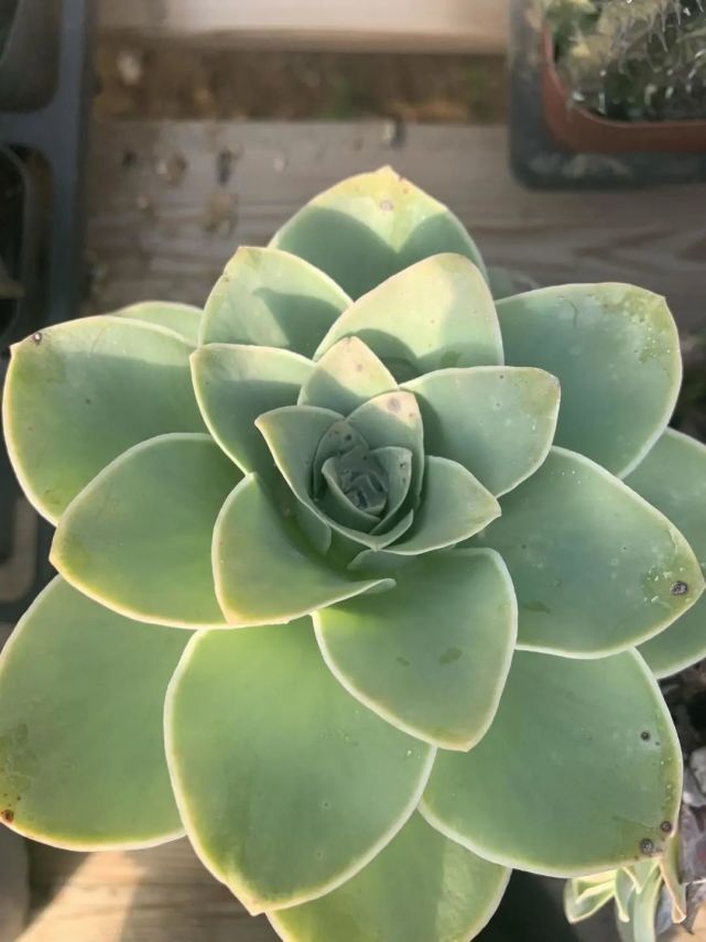 多肉酒杯玫瑰开花很漂亮枯叶不要撸掉防止黑腐化水