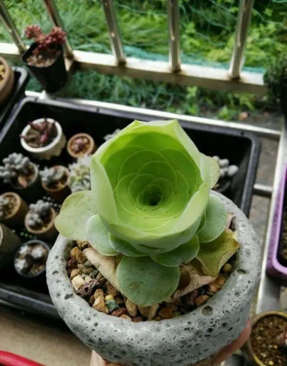 多肉酒杯玫瑰开花很漂亮枯叶不要撸掉防止黑腐化水