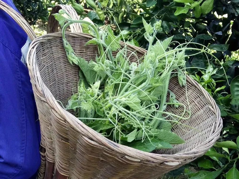 北方人常当垃圾丢掉在南方却成名菜俗称盘肠菜6元一斤