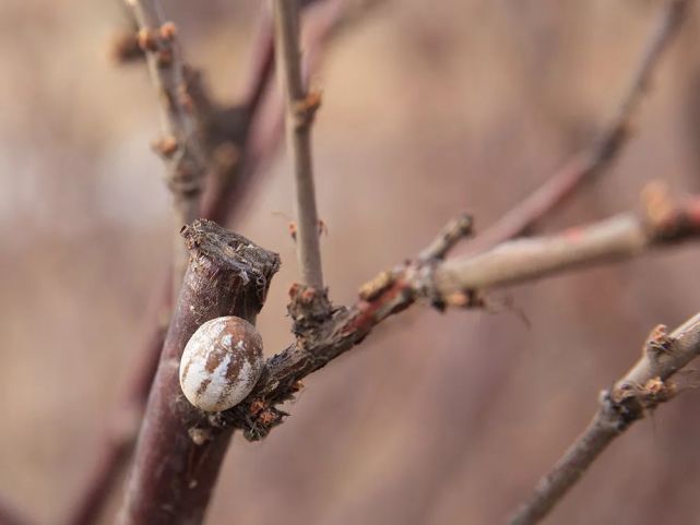 俗称"杨拉罐",儿时用火烤着吃,如今成特色美食88元一盘