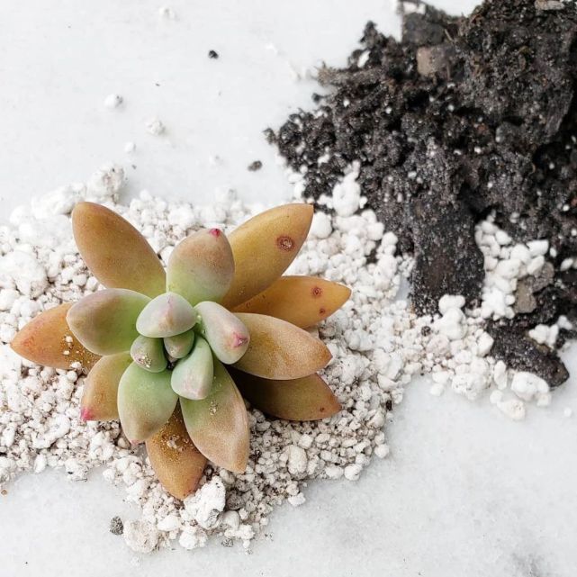 秋天养多肉植物之前 掌握这些配土方法 幼苗和老桩都能养好 多肉 泥炭土 赤玉土 盆土 硅藻 植株 植物盆栽