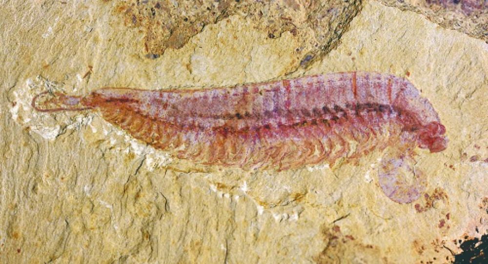 5亿年前麒麟虾揭示节肢动物起源之谜