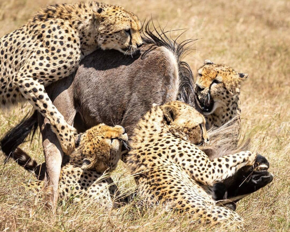 打劫抢食的应对与规避,猎豹:这操作我熟!