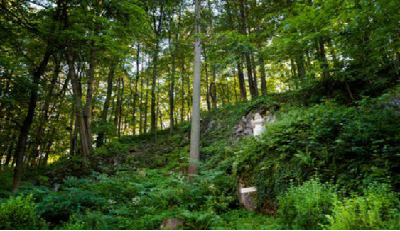 森林的世界很美妙,研究发现,森林里的真菌群落能给树林传递信息