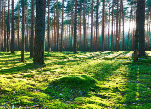 森林的世界很美妙,研究发现,森林里的真菌群落能给树林传递信息