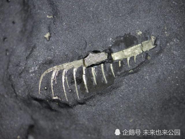 化石中稀有的 土豪金