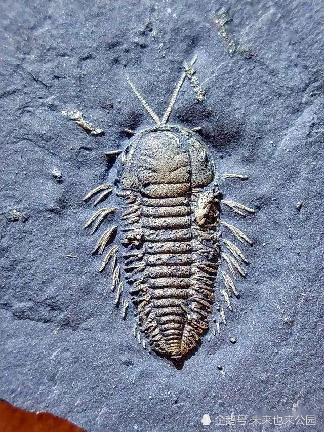 化石中稀有的 土豪金