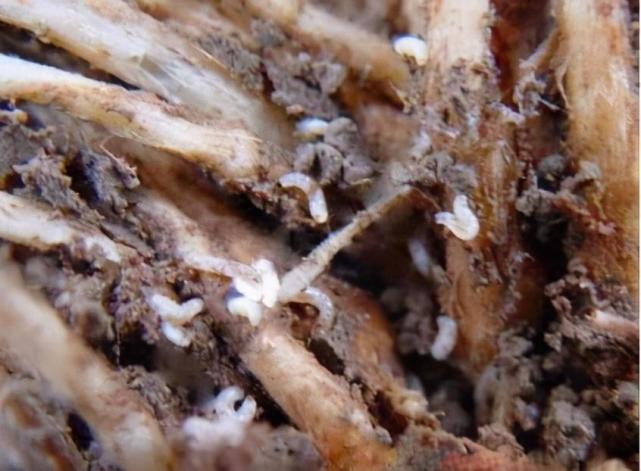 韭菜田韭蛆严重不知咋防治分享3个独特方法再也不用发愁了