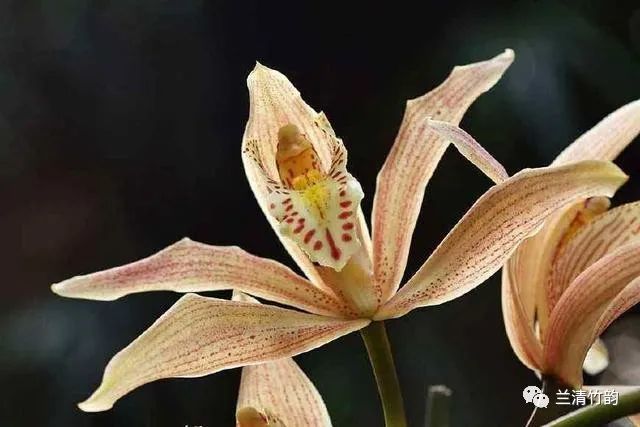 栽培 虎头兰的方法 腾讯网