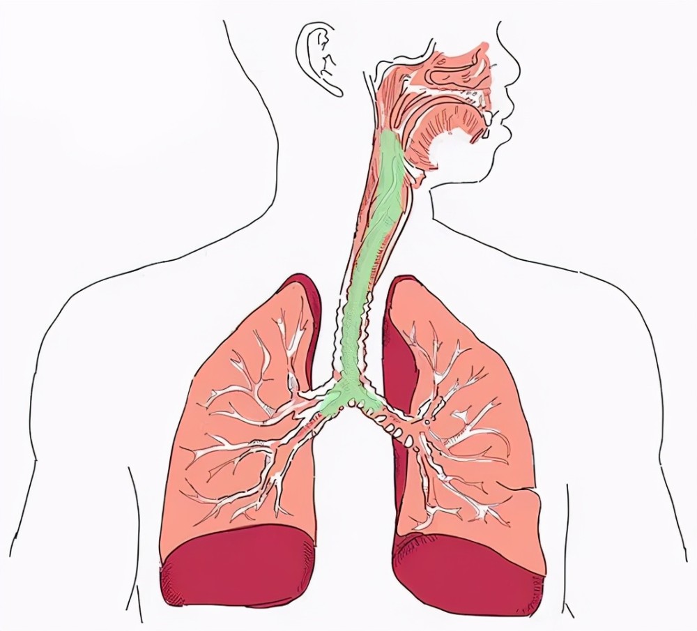 痰在气管的位置图图片
