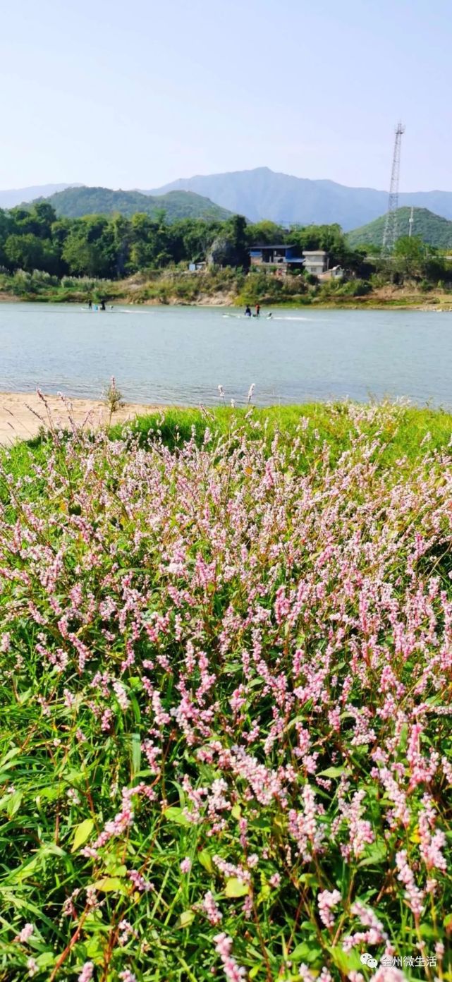 【走游全州】永岁南阳渡口蓼草红