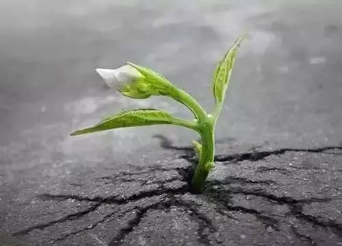 所表现出来的顽强生命力