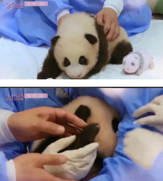 blackpink带妆接触熊猫引热议粉丝却不以为然