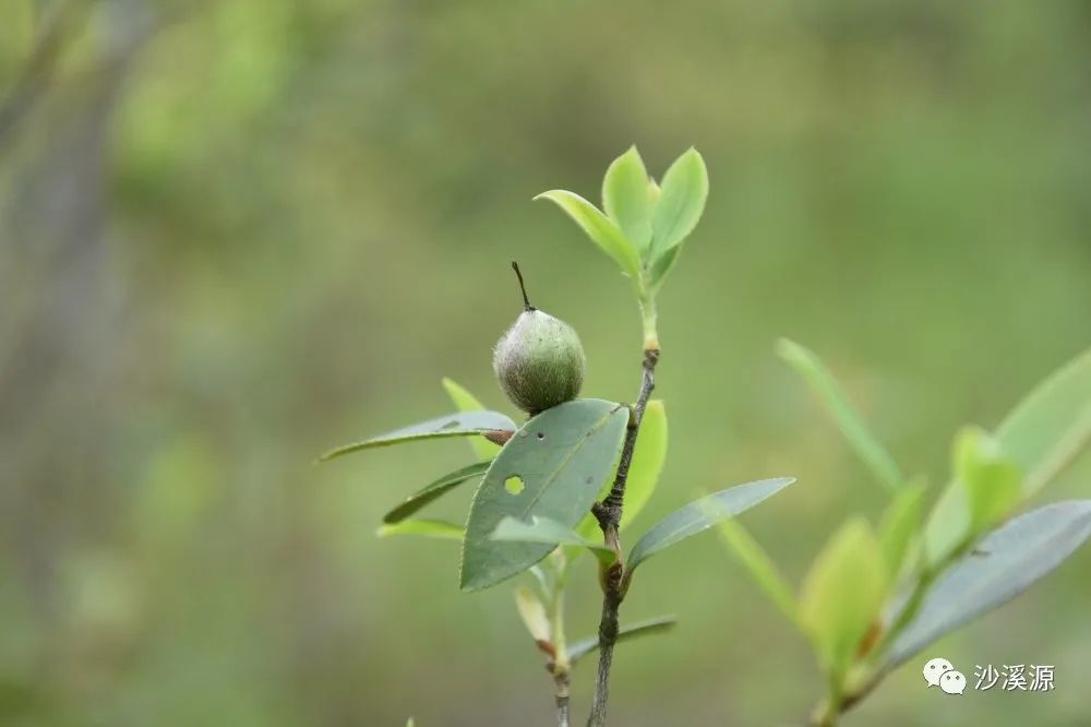 我在瑤鄉山上摘油茶籽摘得茶籽榨茶油又拿茶油打油茶