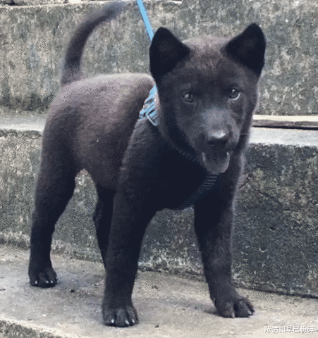 "五黑神器,这是一只很难找的中华田园犬…"哈哈哈哈