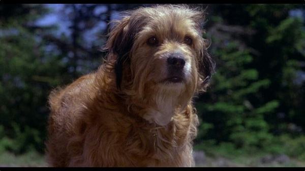 精选五部狗狗电影看完想不想也养一条