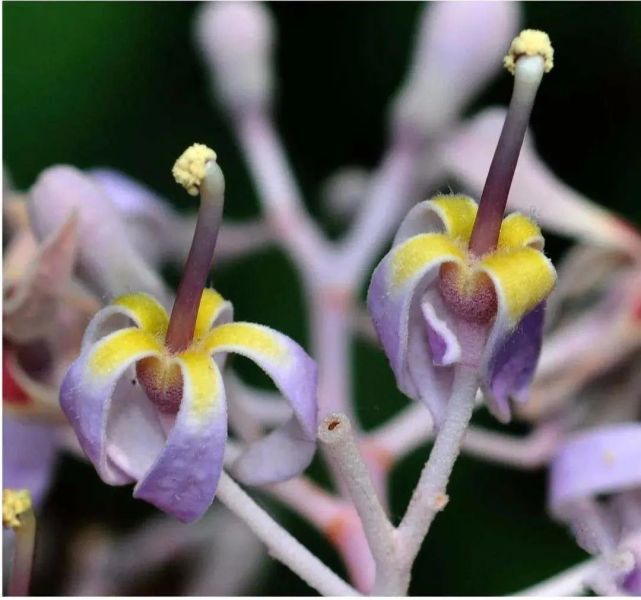 云南又双叒叕发现新物种啦