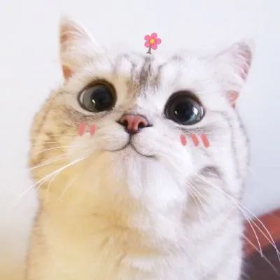 安徽省枞阳县高排名_安徽省枞阳中学2020年高考喜报:高考中考成绩对比(2)