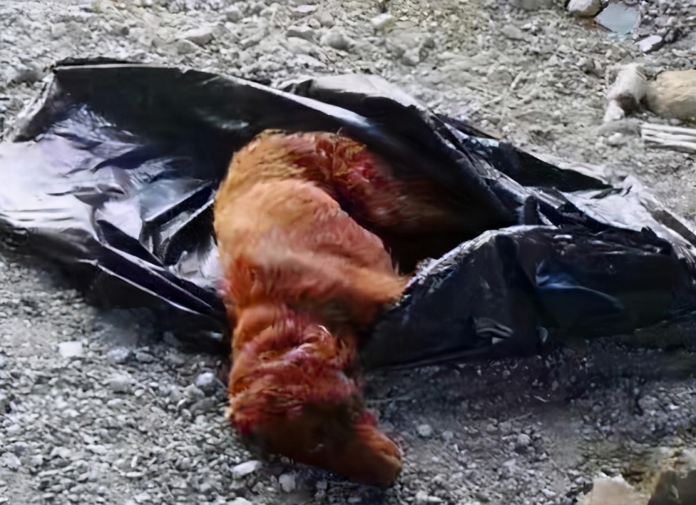 山东费县一对夫妻被杀,4名歹徒入室抢劫,妻子被凌辱近8小时_腾讯新闻