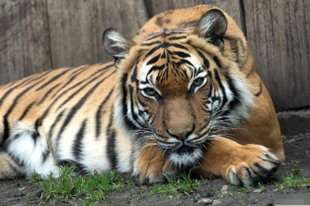 11月7号一到,属虎人家里有人员调动,未来2个月"虎虎生威"!