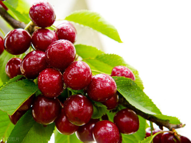 进口高档水果有哪些?哪种比较好吃?