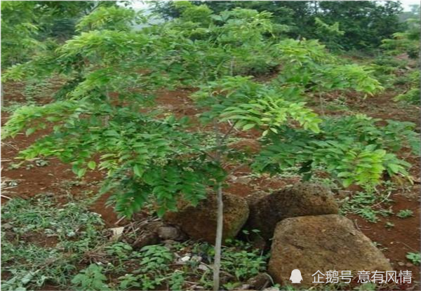 既然黄花梨木这么值钱 农村为何不种植呢 种植技术 树种 黄花梨木 黄花梨树 老物件 海南黄花梨