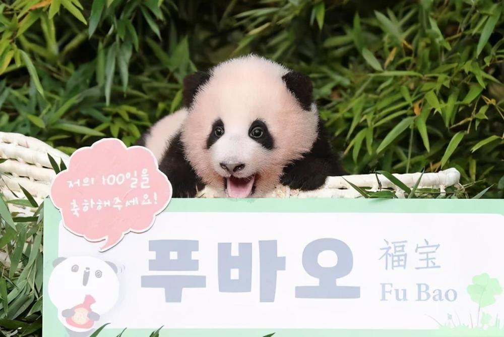 带妆接触熊猫宝宝韩国女团被骂上热搜冤吗