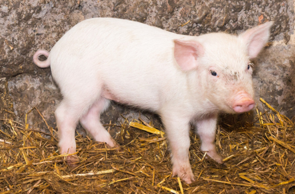 十猪九苦 揭秘71年生肖猪的毕生寿命 过了49岁后什么命 腾讯新闻