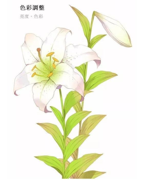 手绘怎么画百合花百合花简笔画步骤图解