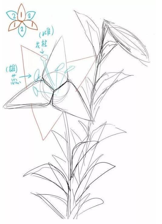 手绘怎么画百合花 百合花简笔画步骤图解 手绘 简笔画 百合花