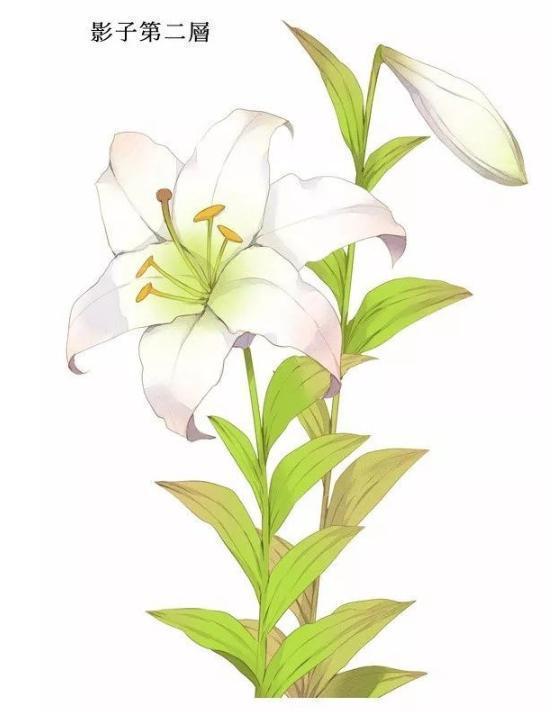 手绘怎么画百合花百合花简笔画步骤图解