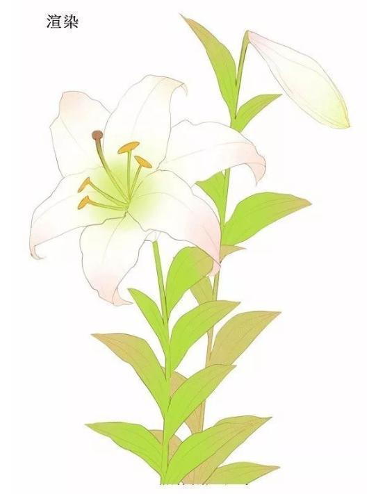 手绘怎么画百合花百合花简笔画步骤图解