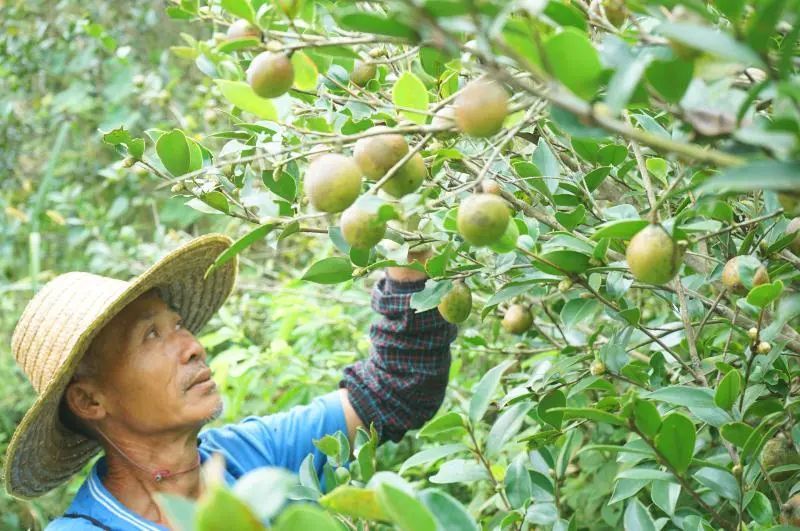 走向我们的小康生活|云桂村:油茶满枝头 致富有奔头