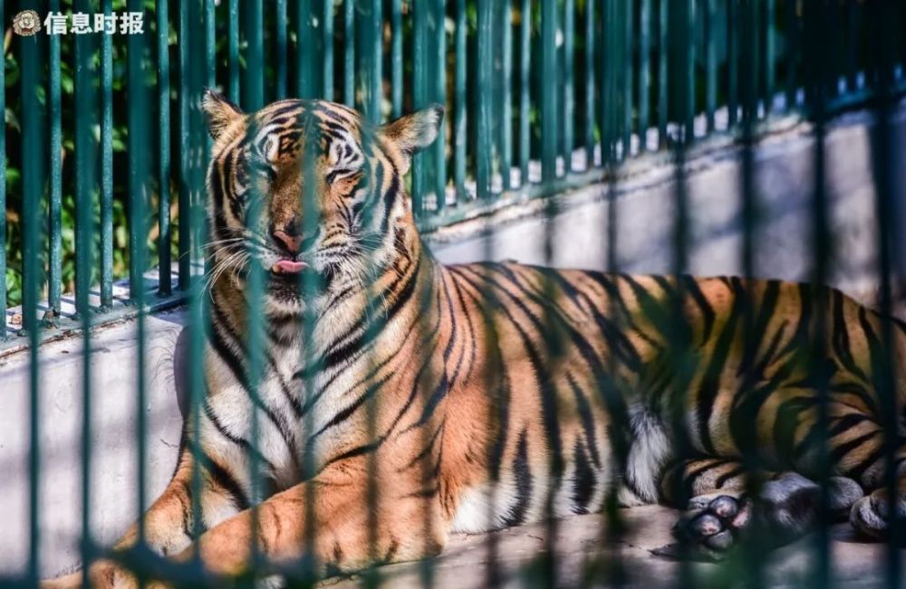 广州动物园东北虎图片