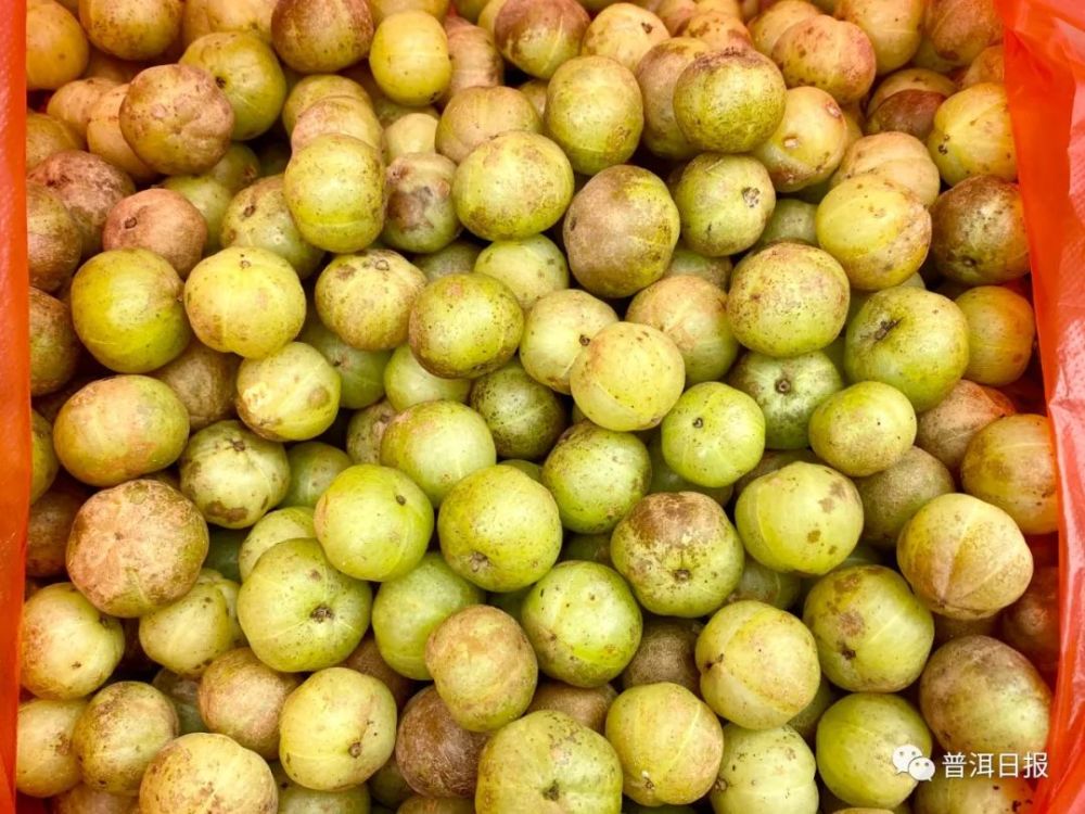 云果普洱人秋天的这一把野果可以吃起来了