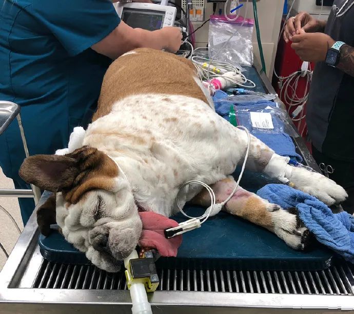 包括脾脏切除,胃固定,膀胱和肠道切开等等,这一连串的手术要在同一只