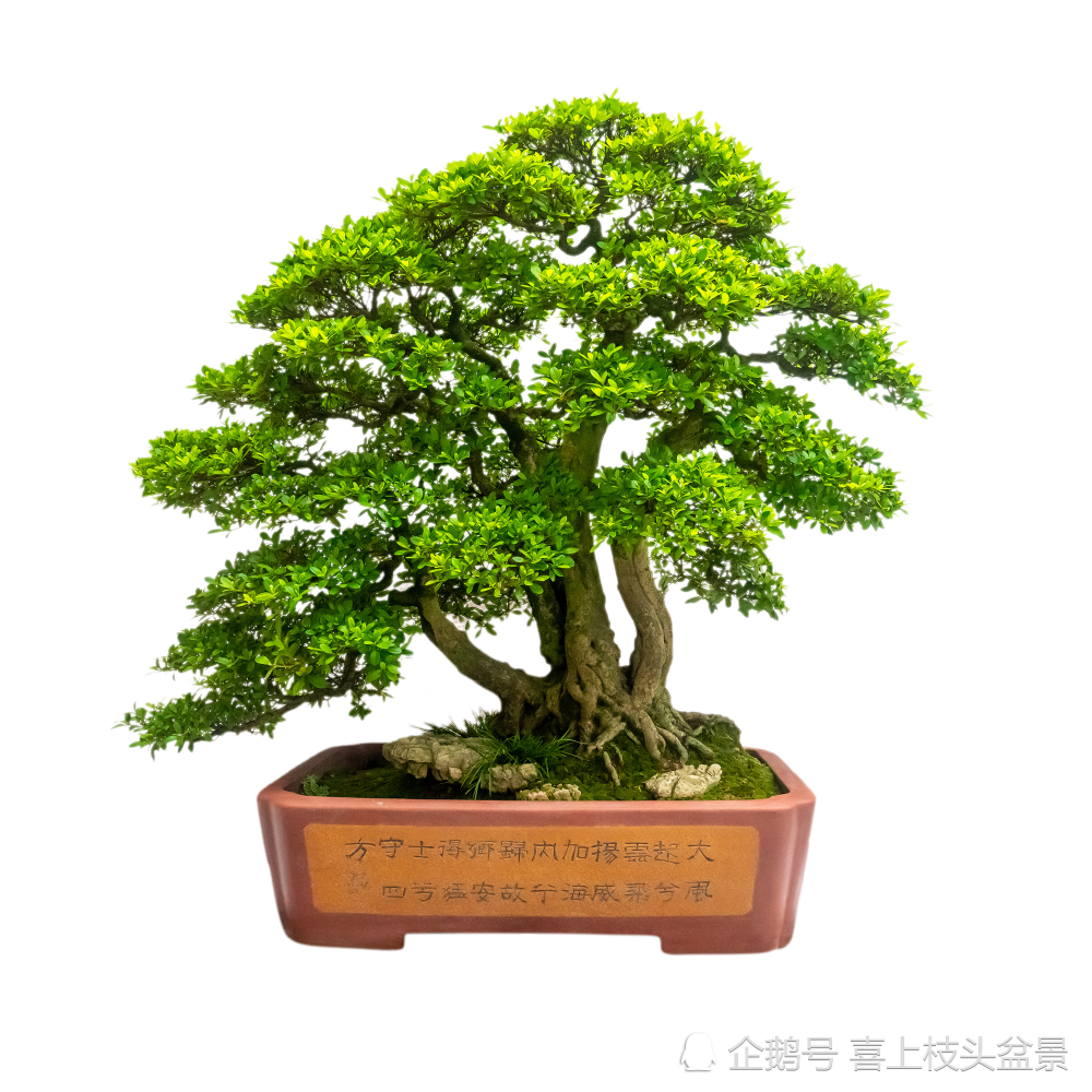 手中的盆景如何增值 学会看这三点 腾讯新闻