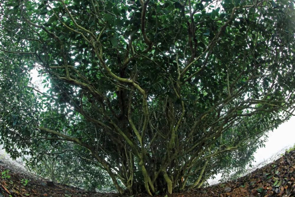 秋游,淳安鸠坑800多年的茶树王在邀请你!_腾讯新闻
