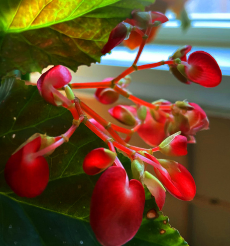 11月6日开始 福到运来 万事顺遂 4属相腰缠万贯 日子红火 属相 运势 龙人