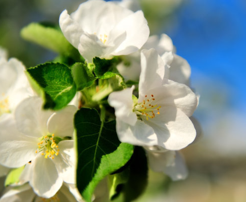11月6日开始 福到运来 万事顺遂 4属相腰缠万贯 日子红火 属相 运势 龙人