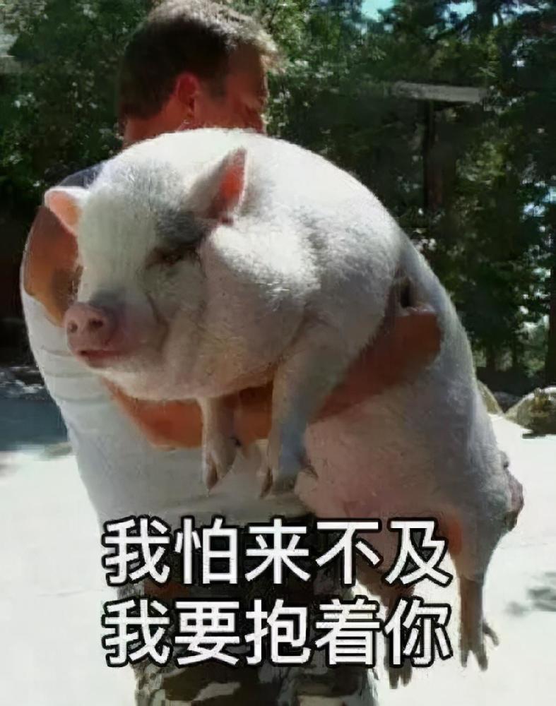 孩子感慨地抱着猪说:"妈妈,我找人来救你啦"!