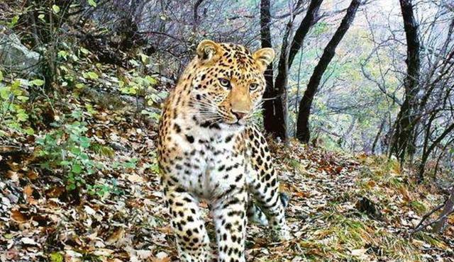 时隔20多年北京附近山区重现中国豹我国环境越来越好了