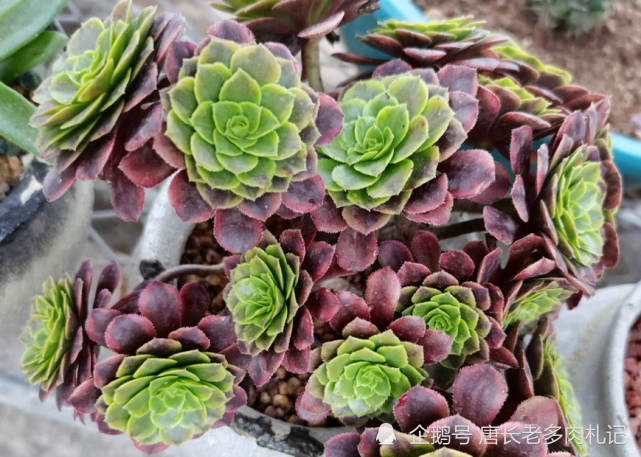 多肉法师的叶子夏天全部掉光了 现在只长出来一小部分该怎么办 腾讯网
