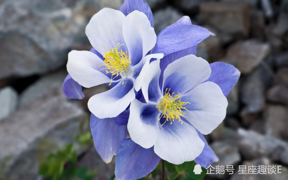 11月7日 12日星座运势 白羊控制情绪 天秤增强实力 水瓶积极主动 腾讯新闻