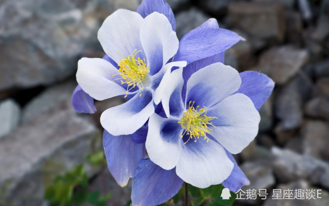 11月7日 12日星座运势 白羊控制情绪 天秤增强实力 水瓶积极主动 星座运势 天秤座 白羊座