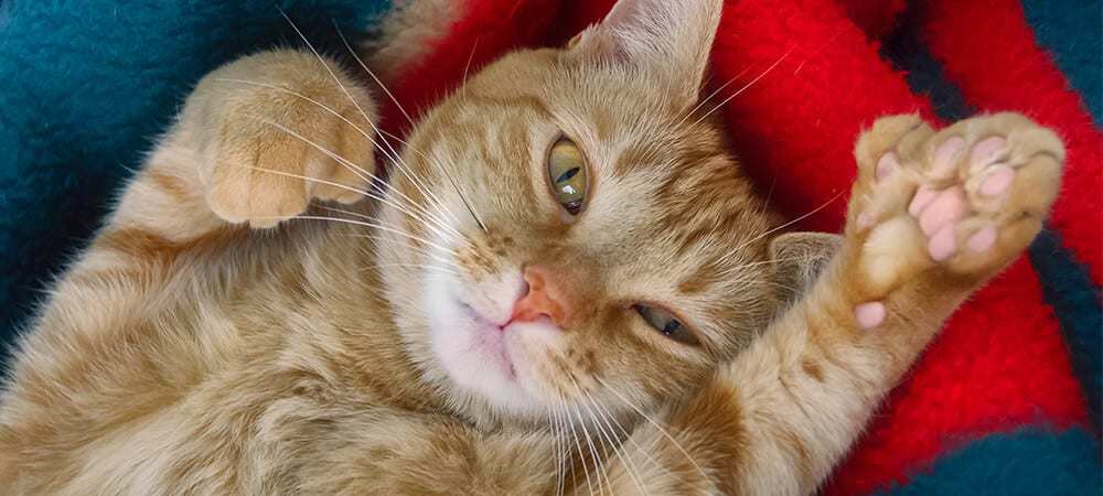 美国有个微型小国 猫最多有9个脚趾头 被称为海明威猫 腾讯新闻