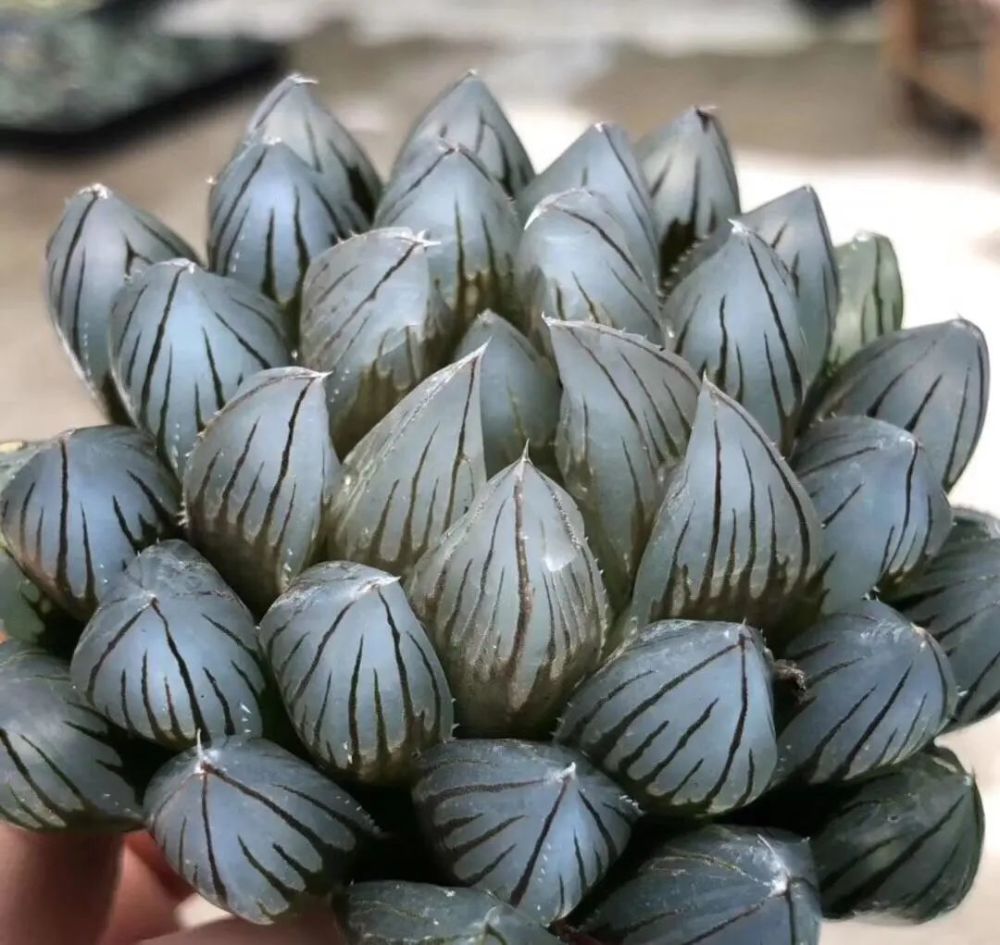 这种玉露像子弹头长得快个头大一晒就变黑霸气侧漏