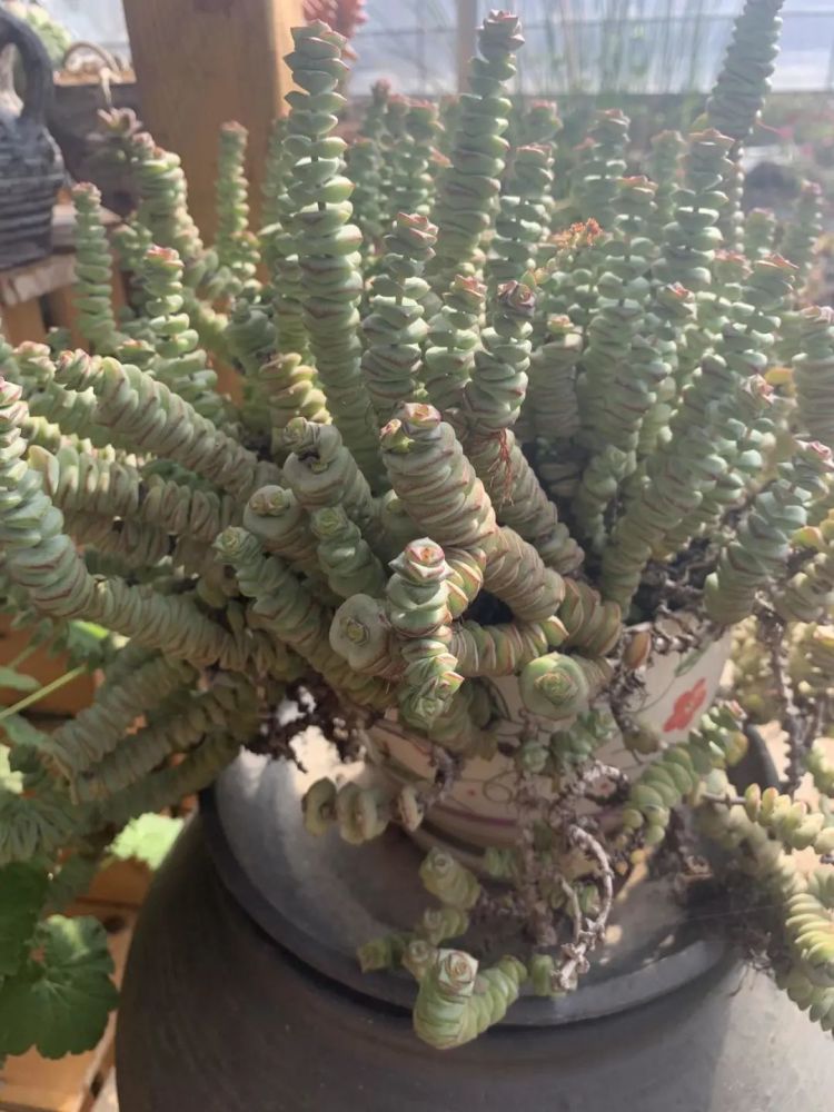 4年的大钱串,长成小老桩,花盆都长不开了,年年开小白花